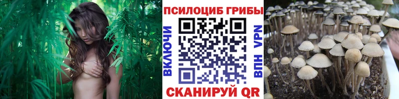 Купить  Семёнов  Галлюциногенные грибы Psilocybe 